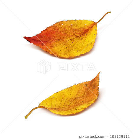 Fallen leaves illustration real Fallen leaves illustration real 105159111