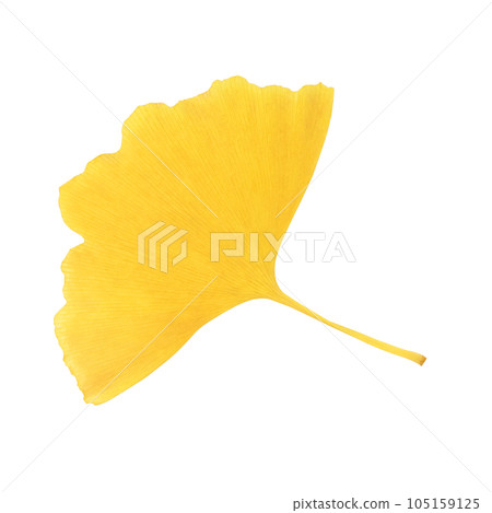 落葉插畫逼真 落葉插畫逼真 105159125