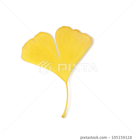 落葉插畫真實 105159128