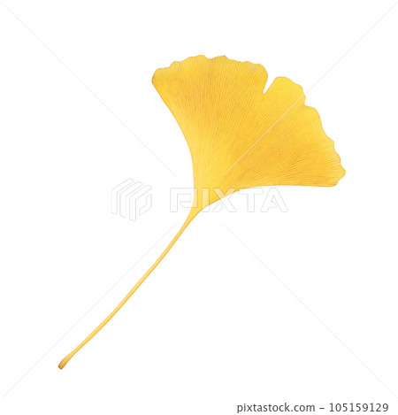 銀杏落葉插畫真實 105159129