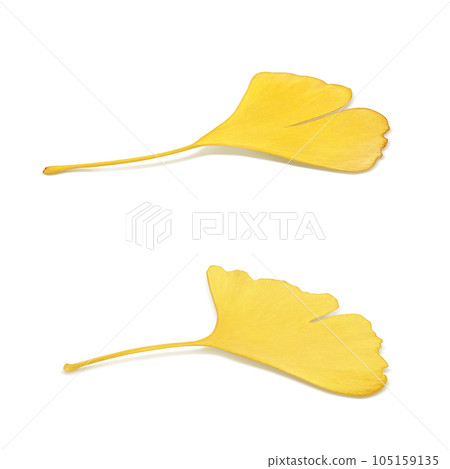 銀杏落葉插畫真實 105159135