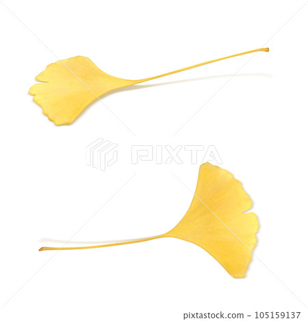 銀杏落葉插畫真實 105159137