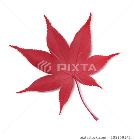 Maple fallen leaves illustration real 105159141