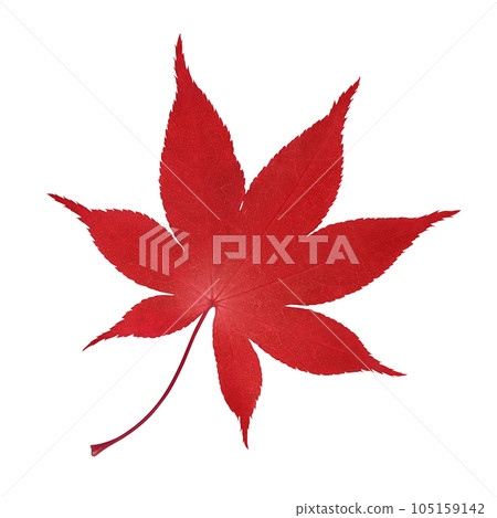 Maple fallen leaves illustration real 105159142