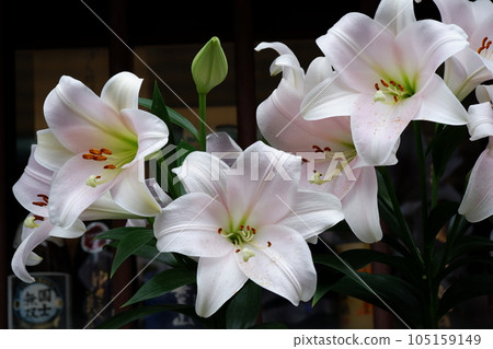 Ryukyu lily 105159149
