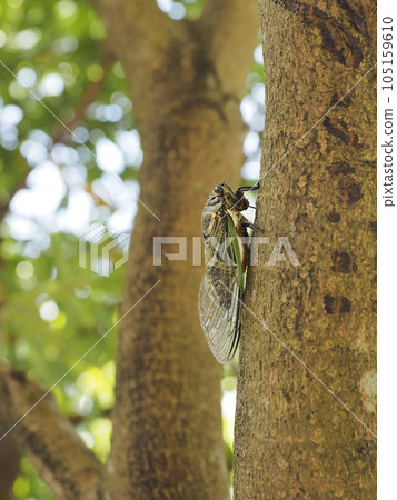 A cicada looking straight up 105159610