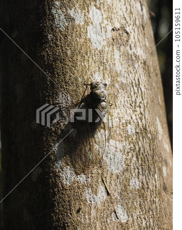 A cicada receiving light from diagonally above 105159611