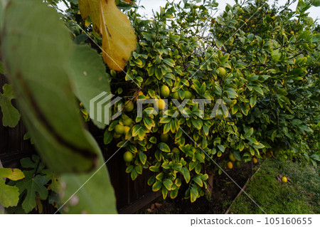 花園裡有很多檸檬樹 105160655