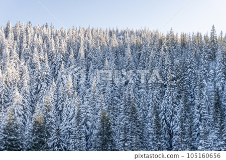 冰雪覆蓋的針葉林 105160656