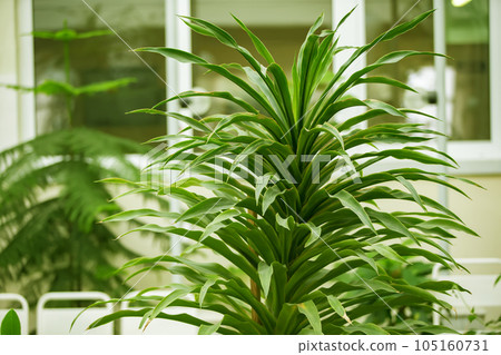 Tropical houseplant with large green leaves. 105160731