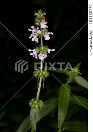 Inogoma 105160776