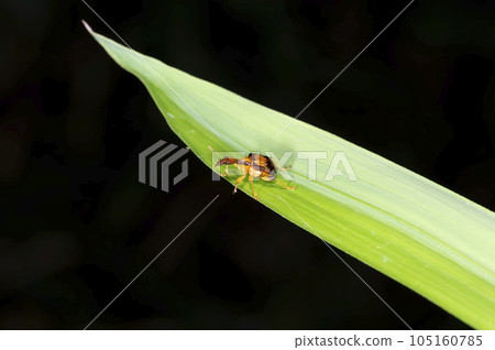 Usumon Otsushibumi Usumon Otsushibumi 105160785