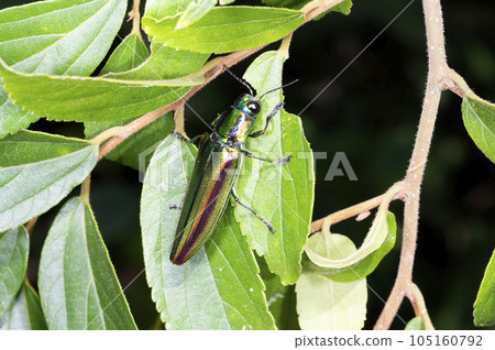 A badger beetle A badger beetle 105160792