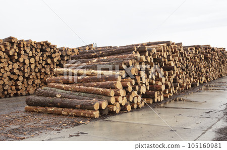 Wooden logs at a woodworking plant. Natural wood processing industry. Sale of timber and logs. 105160981