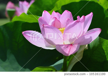 蓮花(日本古蓮花) 蓮花(日本古蓮花) 105161100