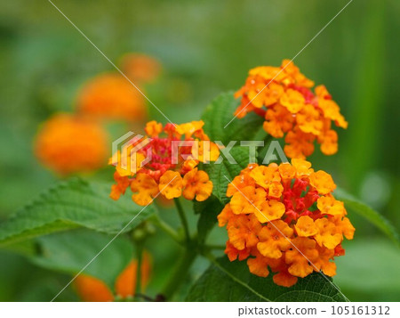 Lantana after the rain (Seven changes with water droplets) Lantana after the rain (Seven changes with water droplets) 105161312
