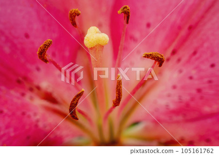 pink lilies closeup 105161762