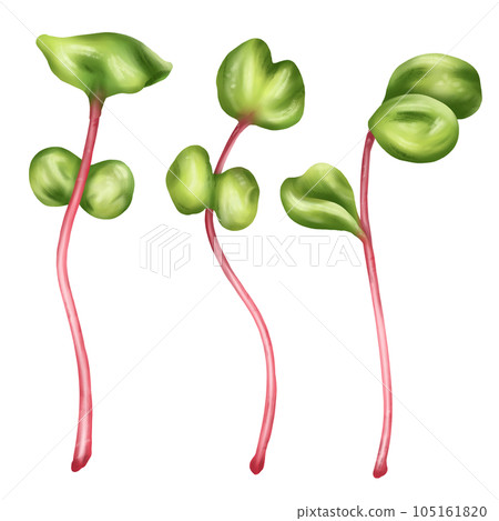 Illustration of a micro-green radish in watercolor style. Young seed seedlings, edible leaves, a healthy food supplement. Clipart on a white background. Gardening plants, cooking ingredients 105161820
