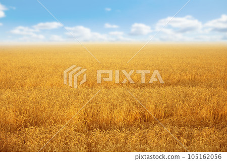 Wheat field on a background of blue sky . Wheat field on a background of blue sky . 105162056