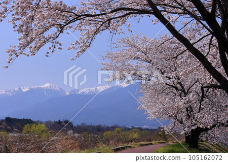 長野縣伊那市三保 伊那尼斯路沿線的三峰川自行車道 櫻花樹和中央阿爾卑斯雪山的木曾山 長野縣伊那市三保 伊那尼斯路沿線的三峰川自行車道 櫻花樹和中央阿爾卑斯雪山的木曾山 105162072