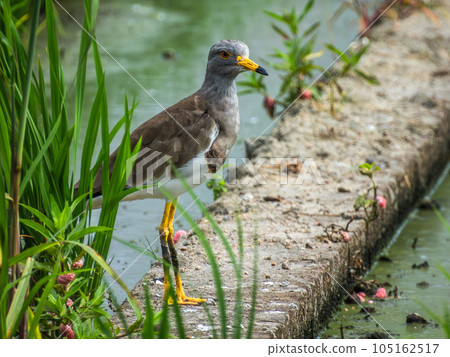 Keri in the paddy field 105162517