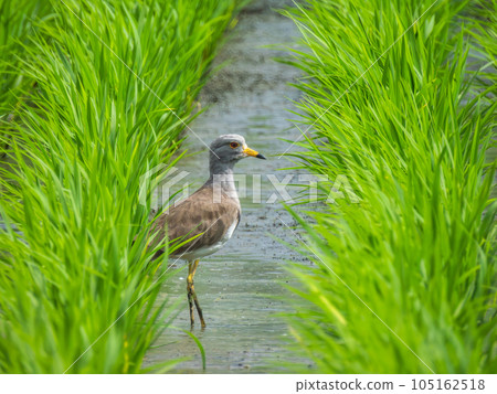 Keri in the paddy field 105162518