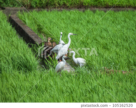 Egret (Little Egret) and spot-billed duck in the rice field Egret (Little Egret) and spot-billed duck in the rice field 105162520