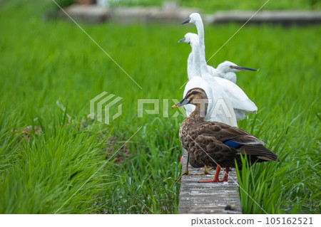 稻田裡的斑嘴鴨和白鷺（小白鷺） 105162521