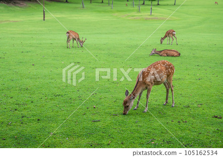 Deer eating grass Nara Park Deer eating grass Nara Park 105162534