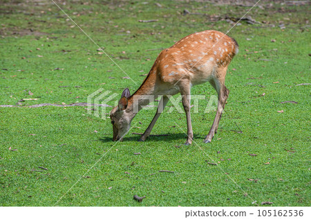 Deer eating grass Nara Park 105162536