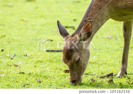 Deer eating grass Nara Park 105162538