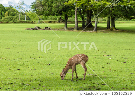 奈良公園的鹿吃草 奈良公園的鹿吃草 105162539