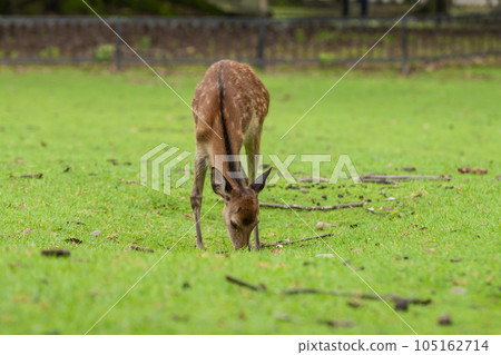 Deer eating grass Nara Park Deer eating grass Nara Park 105162714