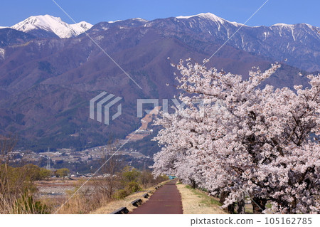 長野縣伊那市三保 伊那尼斯路沿線的三峰川自行車道 櫻花樹和中央阿爾卑斯雪山的木曾山 長野縣伊那市三保 伊那尼斯路沿線的三峰川自行車道 櫻花樹和中央阿爾卑斯雪山的木曾山 105162785