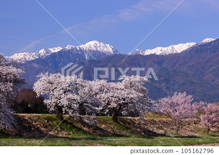 長野縣伊那市三保 伊那尼斯路沿線的三峰川自行車道 櫻花樹和中央阿爾卑斯雪山的木曾山 105162796