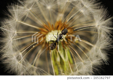 蒲公英絨毛和木蟻 105162797