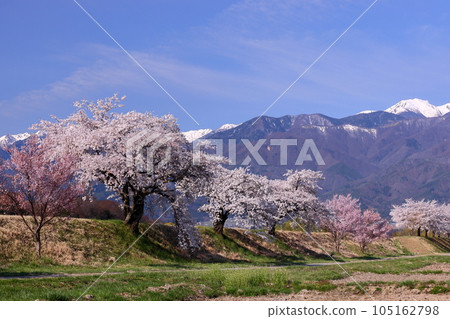 長野縣伊那市三保 伊那尼斯路沿線的三峰川自行車道 櫻花樹和中央阿爾卑斯雪山的木曾山 105162798