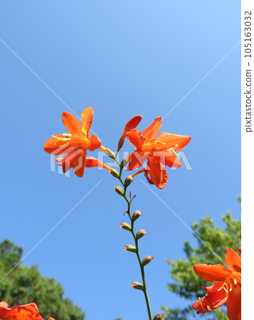 左右交替一朵綻放的「姫姬扇紫泉」 105163032