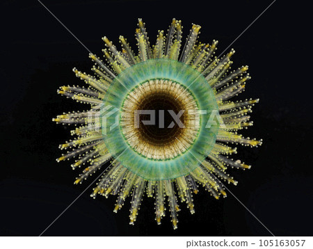 Ginkgo jellyfish 105163057