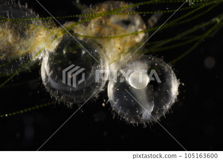 Medaka Egg 105163600