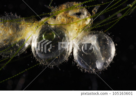 Medaka Egg 105163601