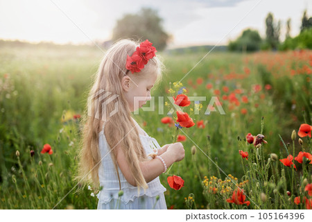 Ukrainian Beautiful girl in field of poppies and wheat. outdoor portrait in poppies. girl collecting poppies and cornflower in summer field. Ukrainian Beautiful girl in field of poppies and wheat. outdoor portrait in poppies. girl collecting poppies and cornflower in summer field. 105164396