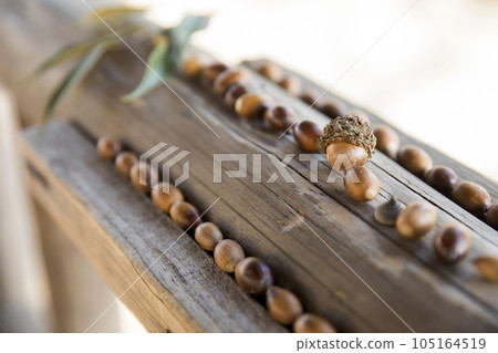 收集的橡子 收集的橡子 105164519