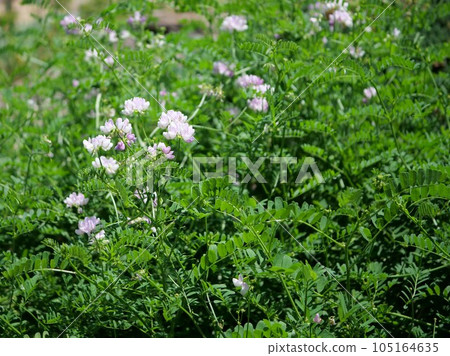 開花的玉崎紫藤 105164635