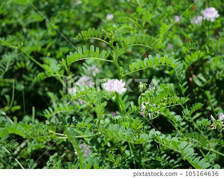 開花的玉崎紫藤 105164636