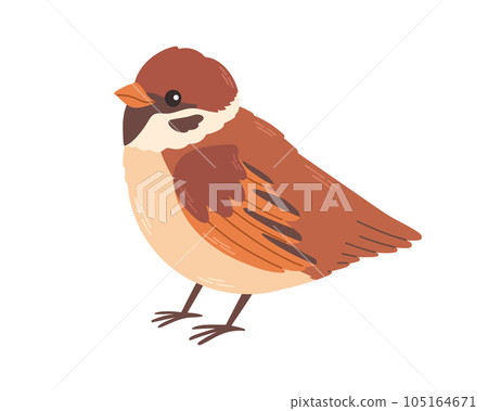 Cute sparrow. Vector illustration of House Sparrow. Isolated on white background 105164671