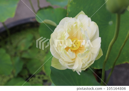 蓮花 105164806