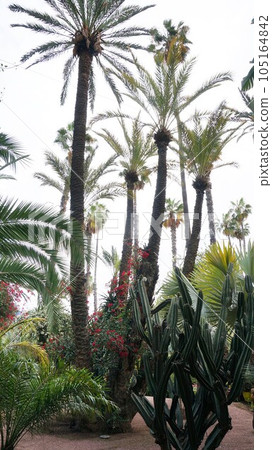 Majorelle garden plants [Morocco Marrakech] 105164842