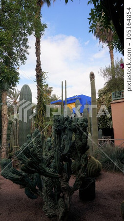 View of Majorelle Garden [Morocco Marrakech] 105164854