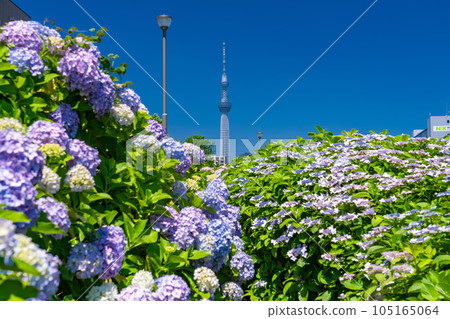 《Tokyo》 Hydrangea and Sky Tree ・ Kyunaka River Waterside Park 《Tokyo》 Hydrangea and Sky Tree ・ Kyunaka River Waterside Park 105165064
